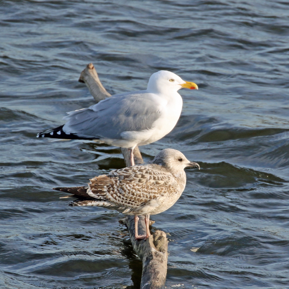Jonge en volwassen meeuw - Vogels - Zilvermeeuwen