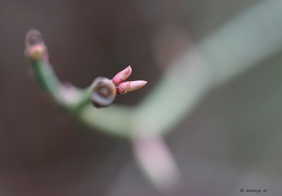 Jonge scheuten - Planten - 