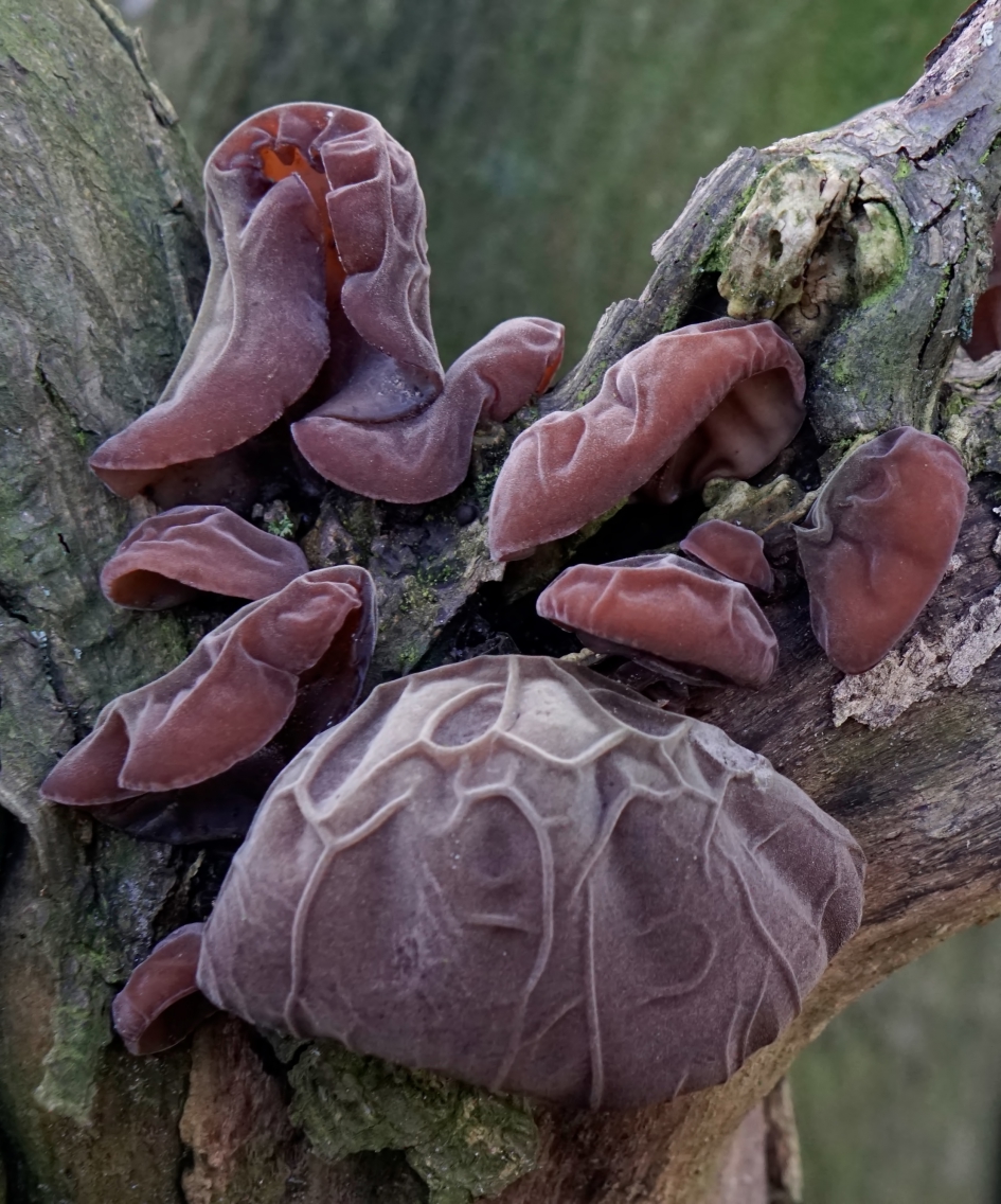 Judasoortjes - Schimmels - 