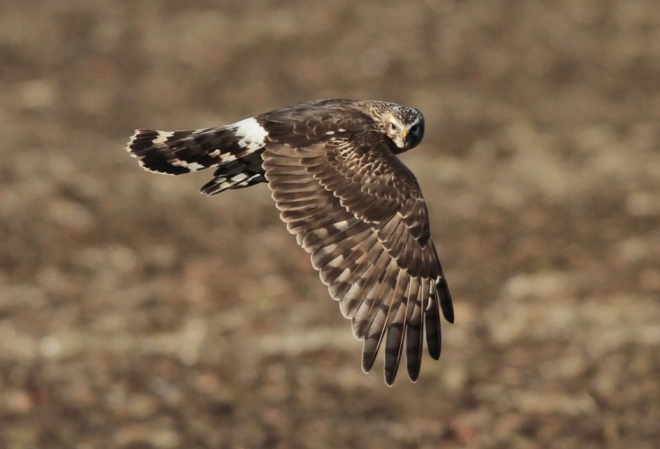 Kiekiek - Vogels - Blauwe Kiekendief