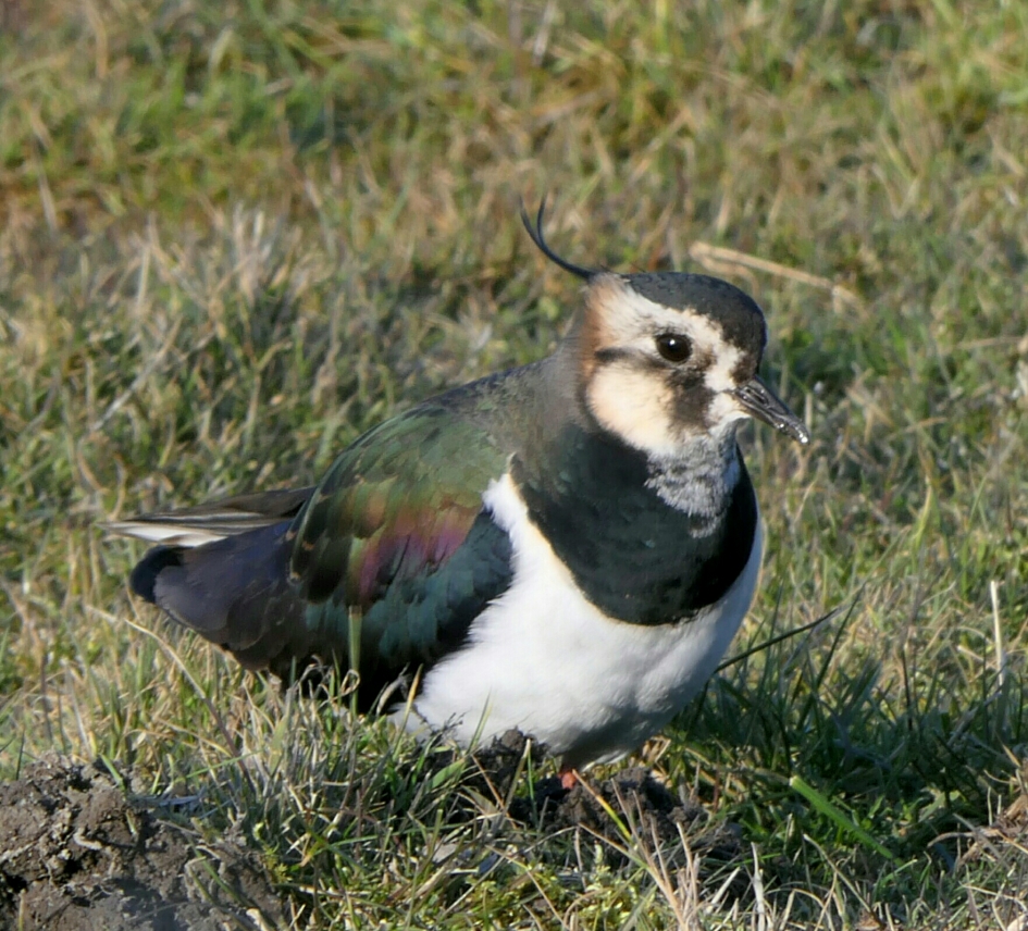 Kievit - Vogels - Kievit