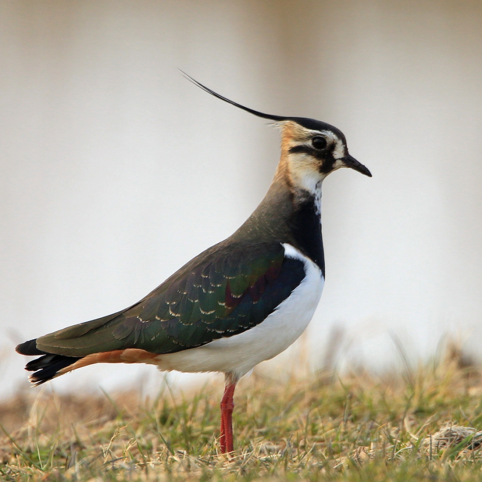 Kievit - Vogels - Kievit