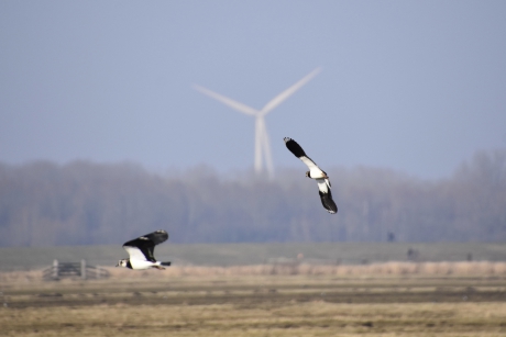 Kieviten in de vlucht