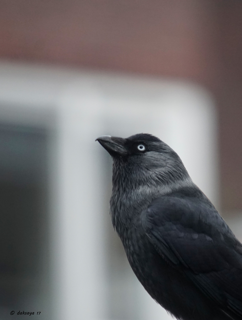 Kijk omhoog... - Vogels - kauw