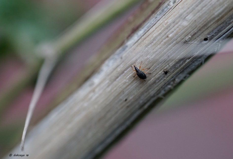 Klein - Geleedpotigen - 