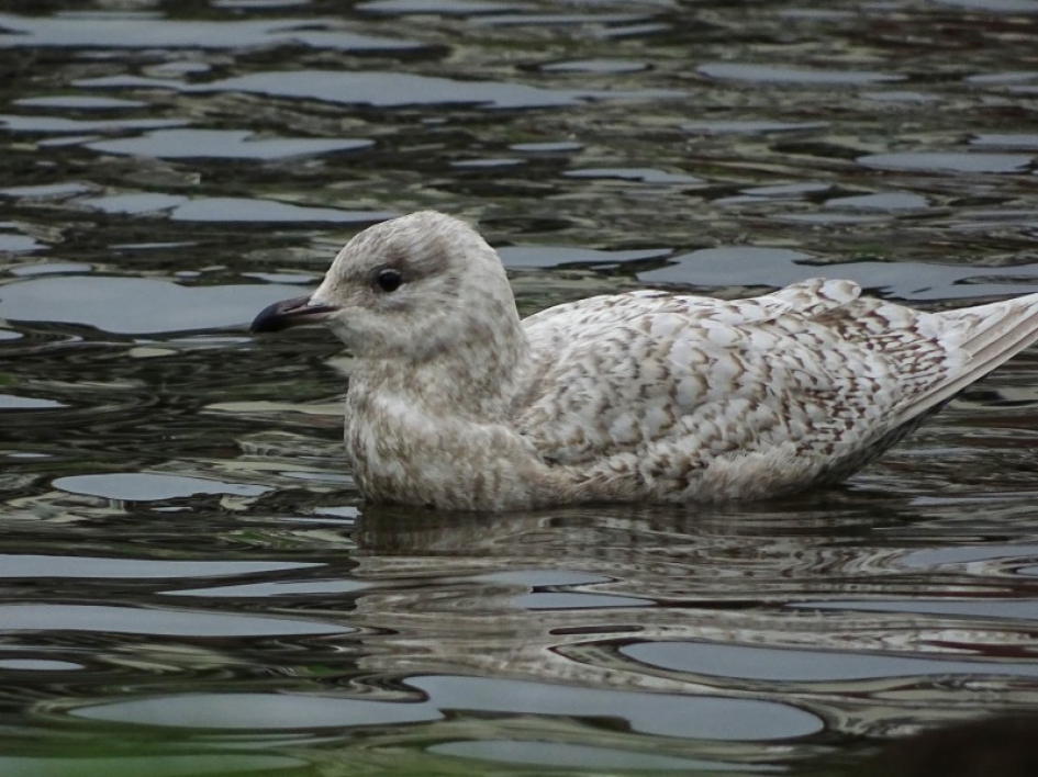 Kleine burgemeester - Vogels - Kleine Burgemeester