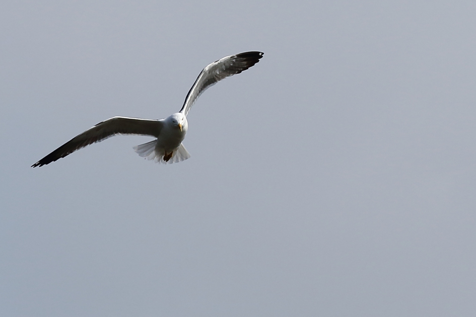 kleine mantelmeeuw - Vogels - 
