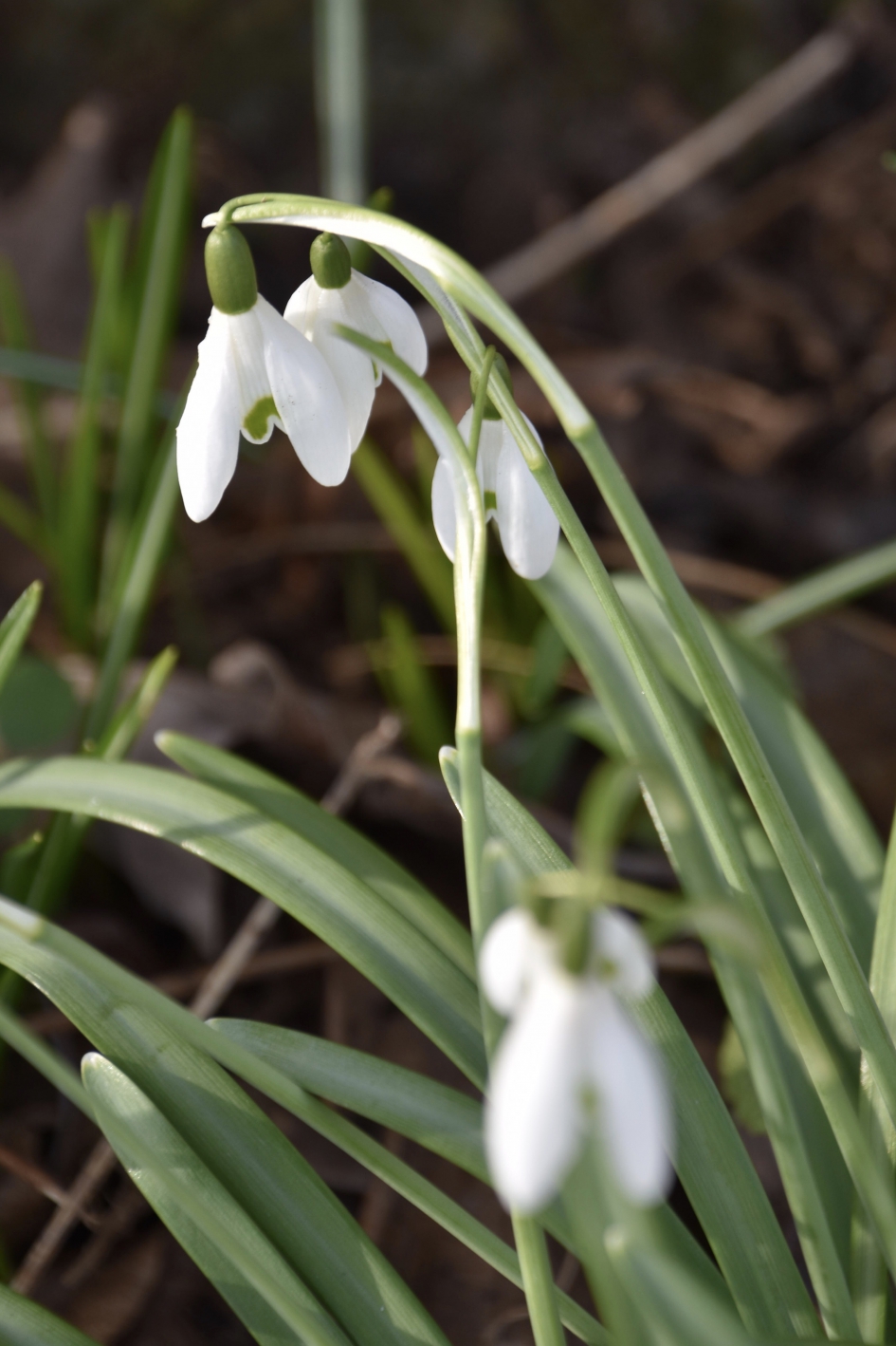 Klokjes open.. - Planten - 