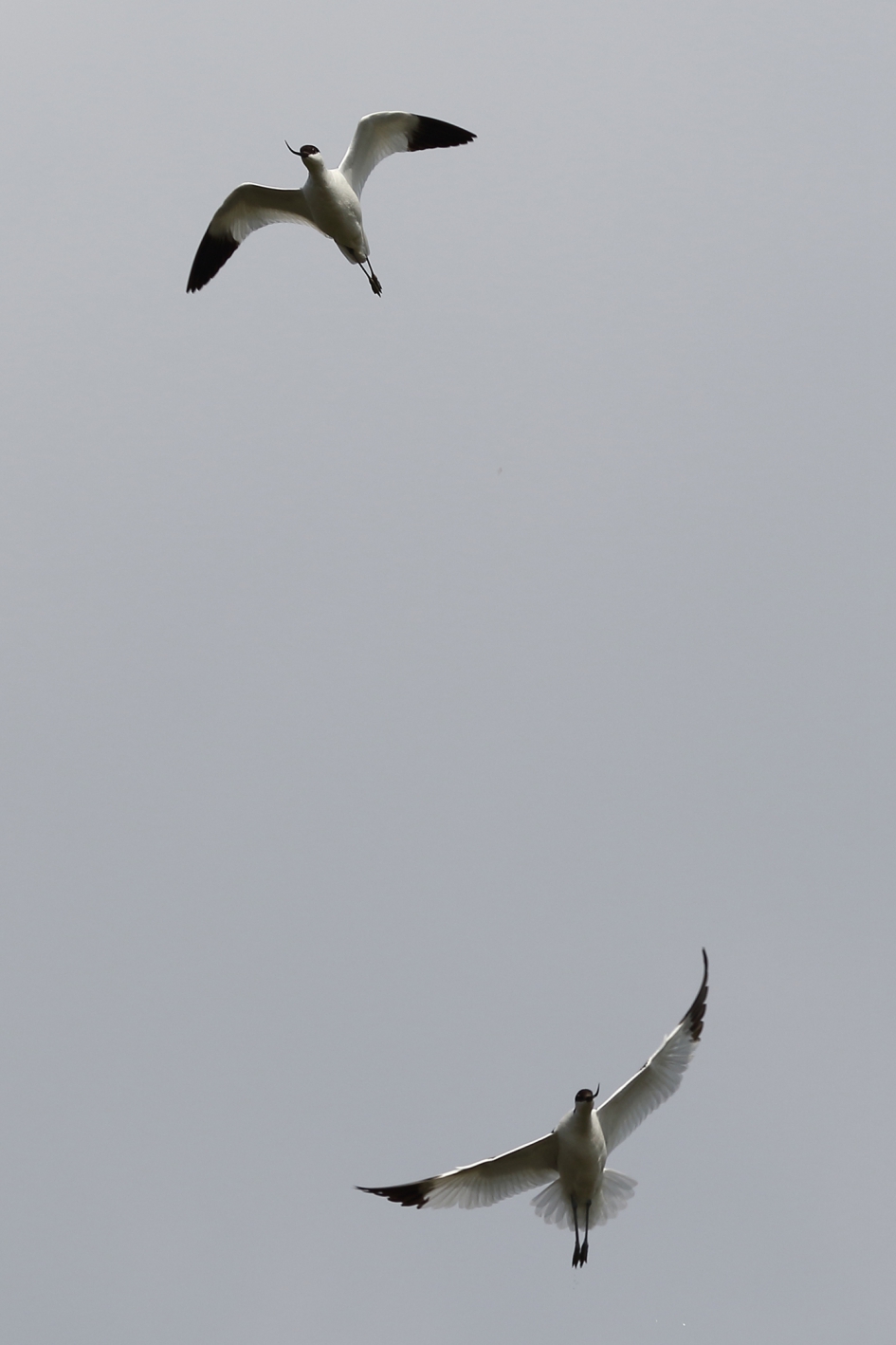 kluten in stijgende lijn - Vogels - 