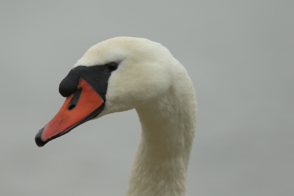 knobbelzwaan -m- - Vogels - 