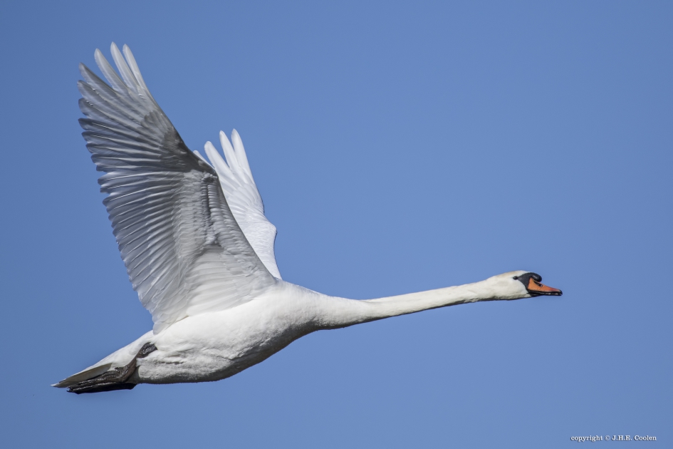 Knobbelzwaan - Vogels - Knobbelzwaan