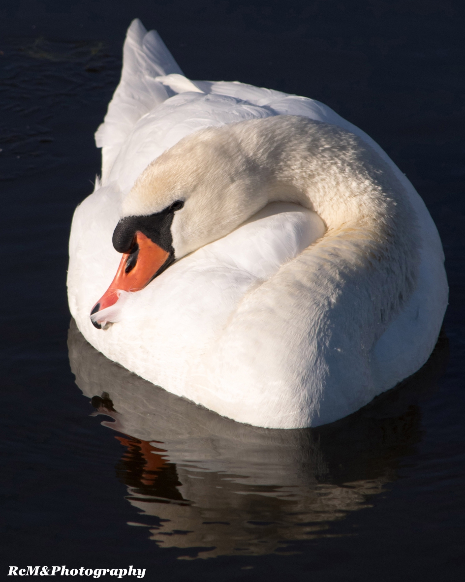 Knobbelzwaan. - Vogels - Knobbelzwaan.
