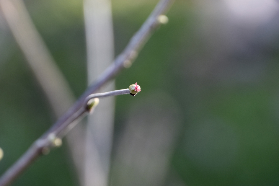 Knop van hazelaar - Planten - 