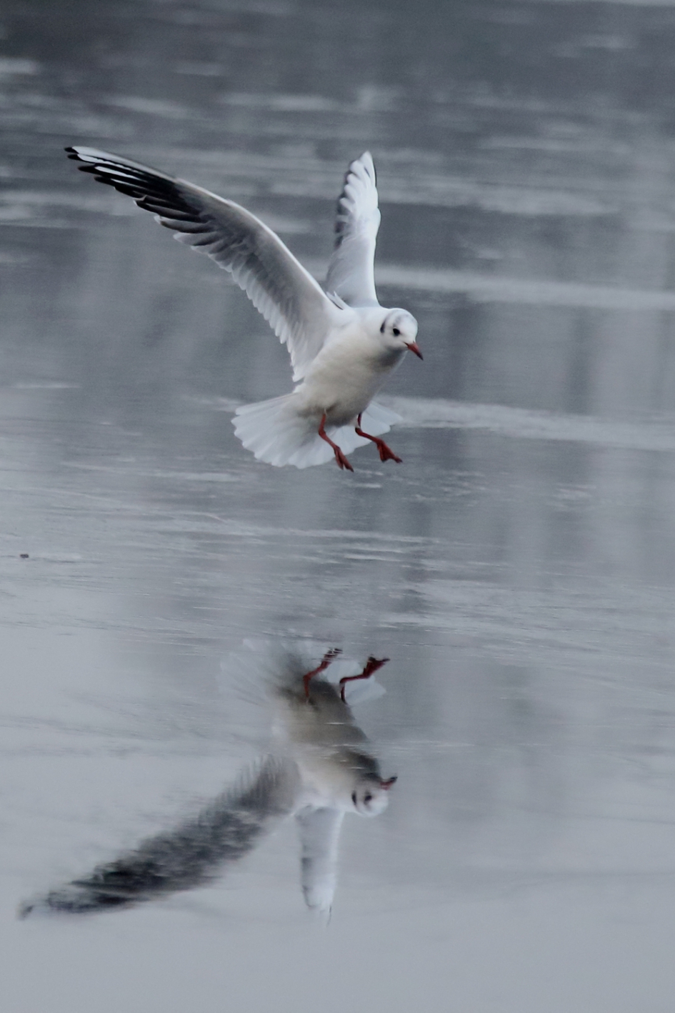 kokmeeuw -winterkleed- - Vogels - 