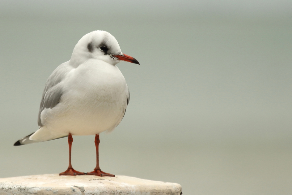 kokmeeuw -winterkleed- - Vogels - 