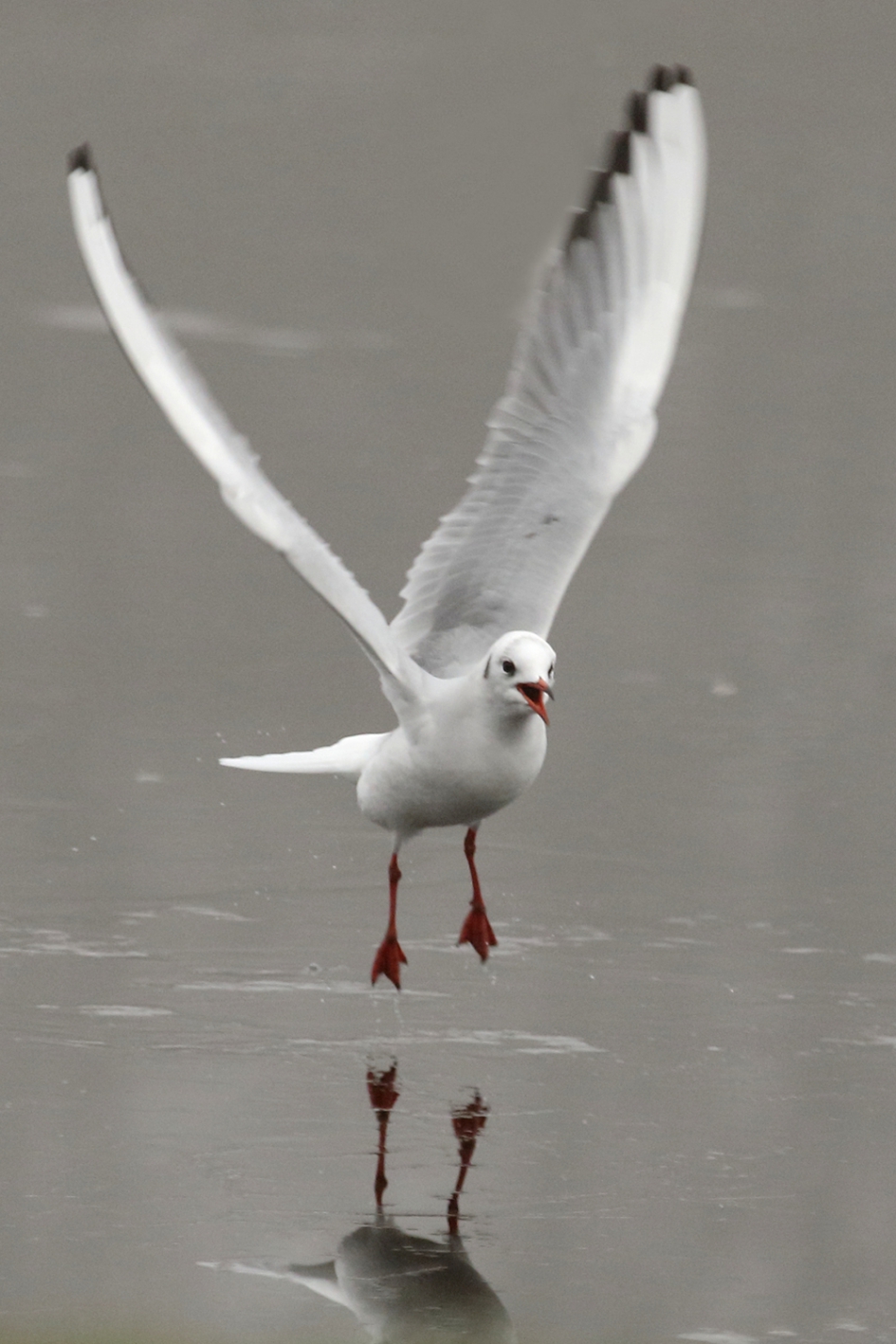kokmeeuw -winterkleed- - Vogels - 