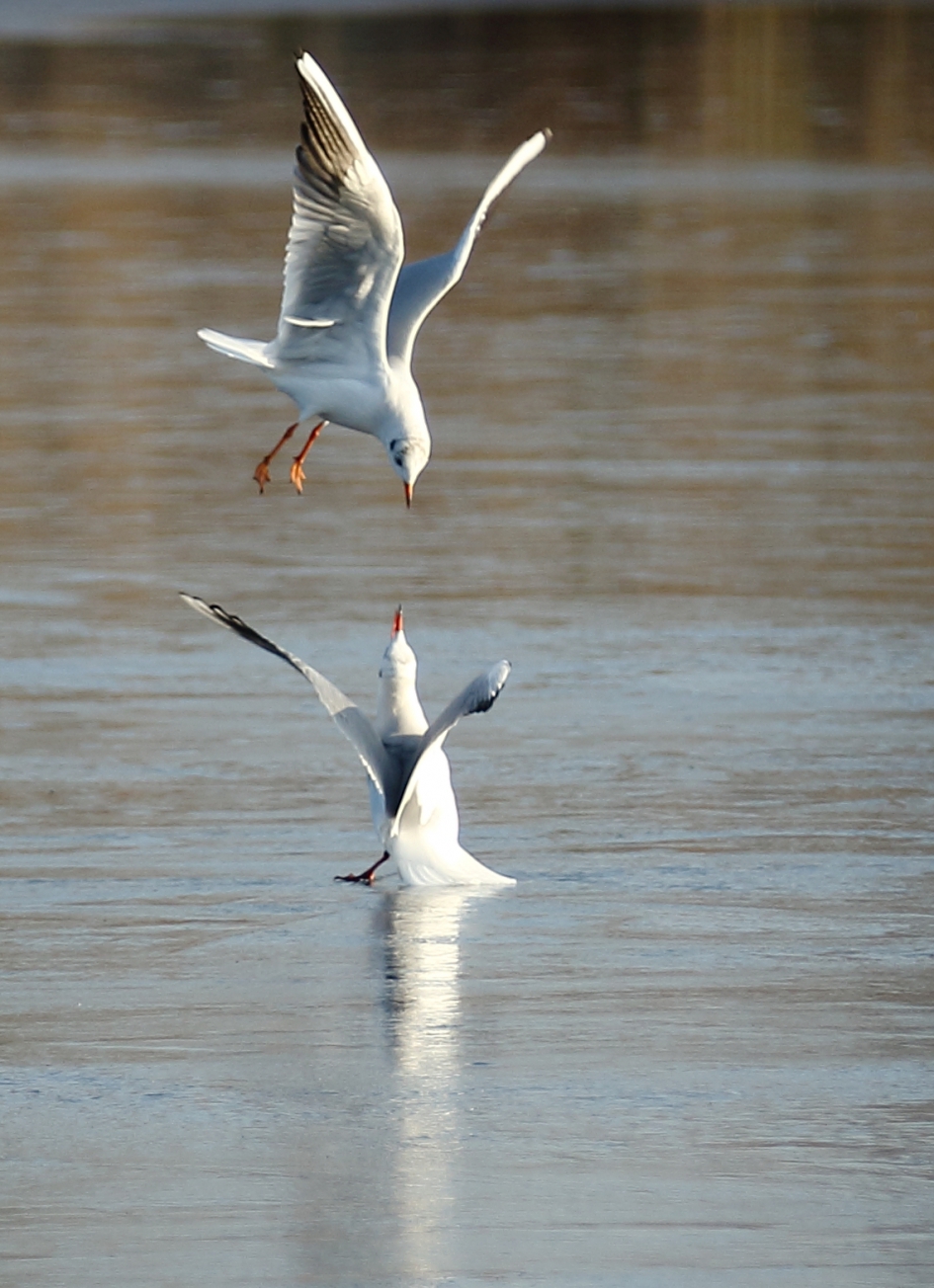 kokmeeuw duo - Vogels - 