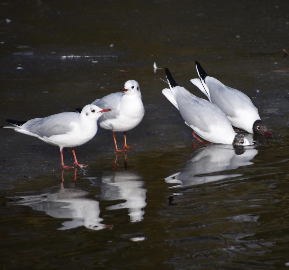 Kokmeeuwen die drinken.... - Vogels - 