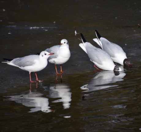 Kokmeeuwen die drinken....