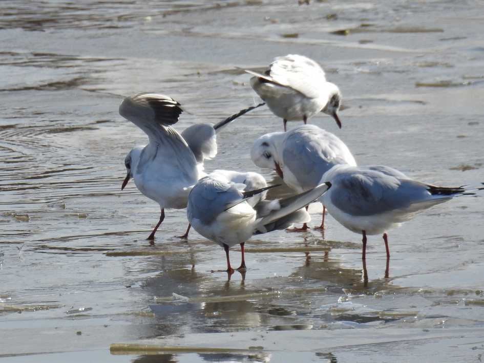 Kokmeeuwen op het bijna dichtgevroren water - Vogels - Kokmeeuw