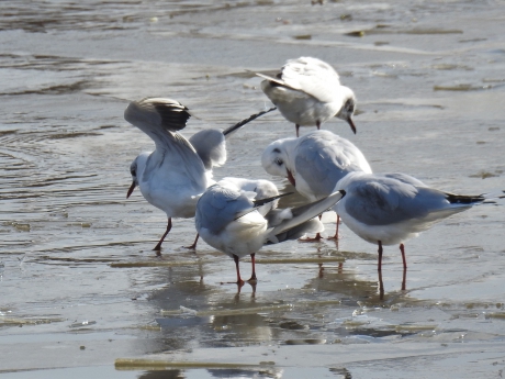 Kokmeeuwen op het bijna dichtgevroren water