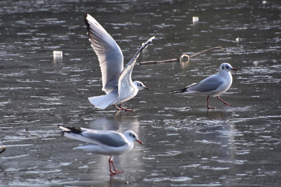 Kokmeeuwen op het ijs - Vogels - 