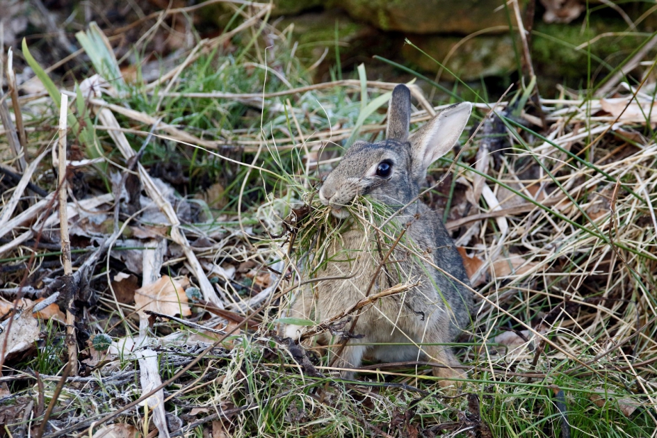 Konijn is nestmateriaal aan het verzamelen. - Zoogdieren - 