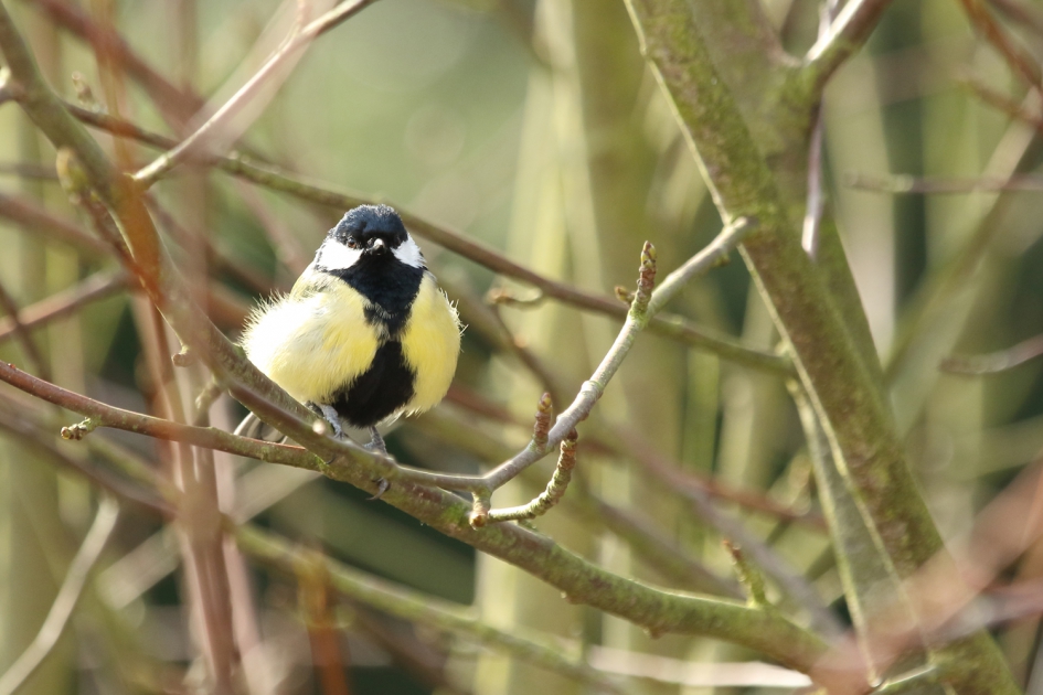 koolmees -m- - Vogels - 