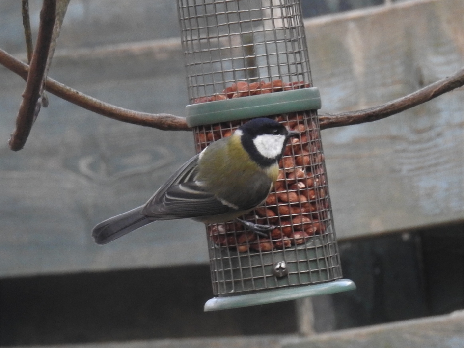 Koolmeesje zoekt extra voer in onze tuin. - Vogels - Koolmees
