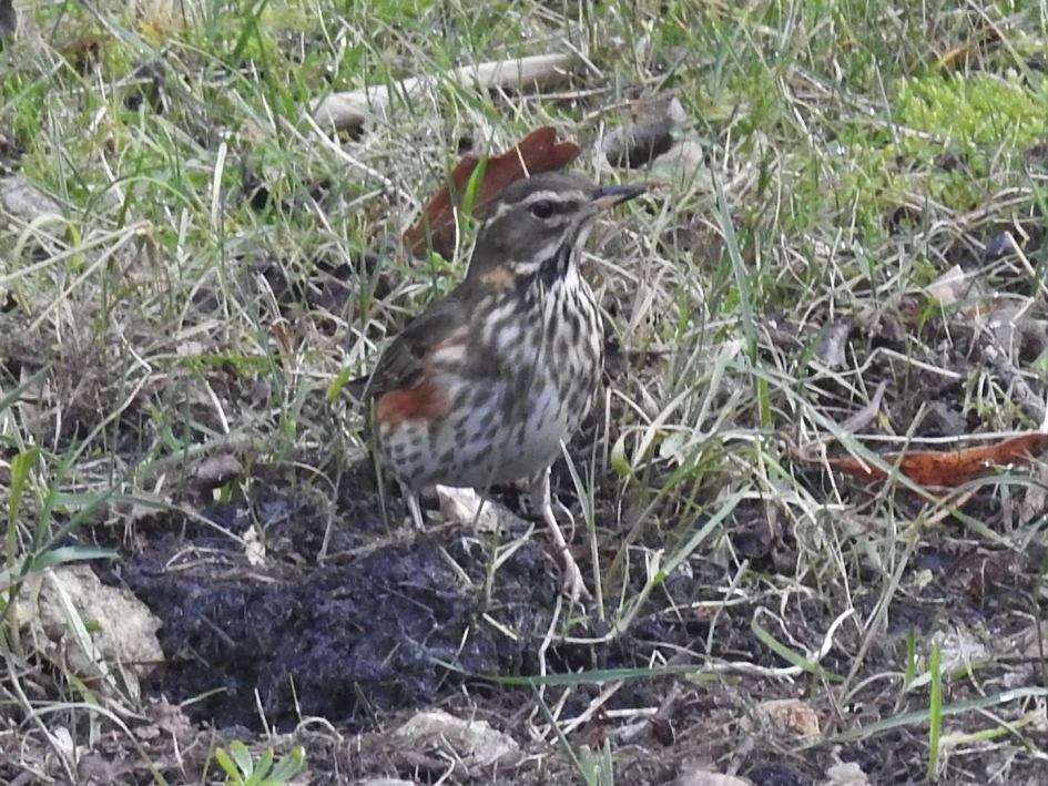 Koperwiek - Vogels - Koperwiek