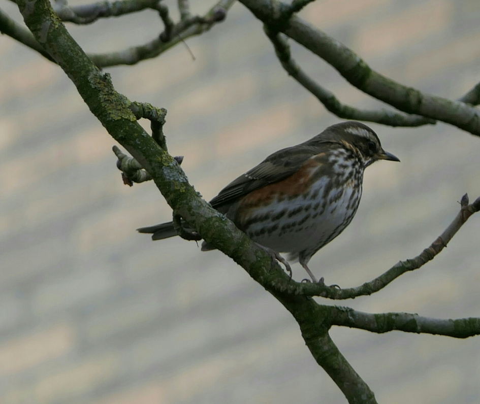 Koperwiek - Vogels - Koperwiek