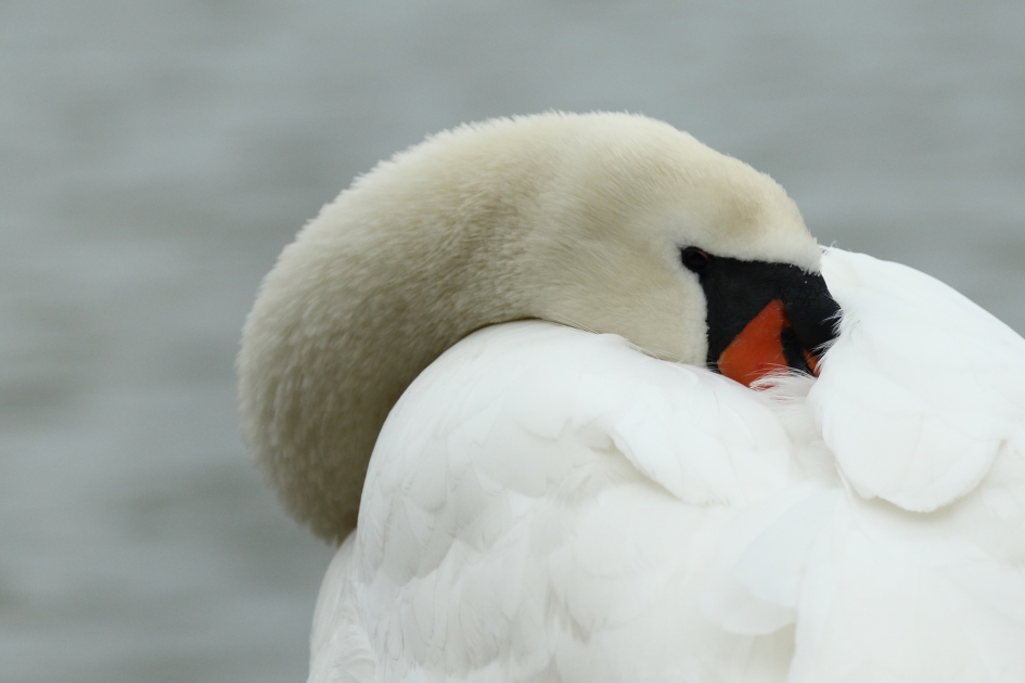 koude snavel - Vogels - 