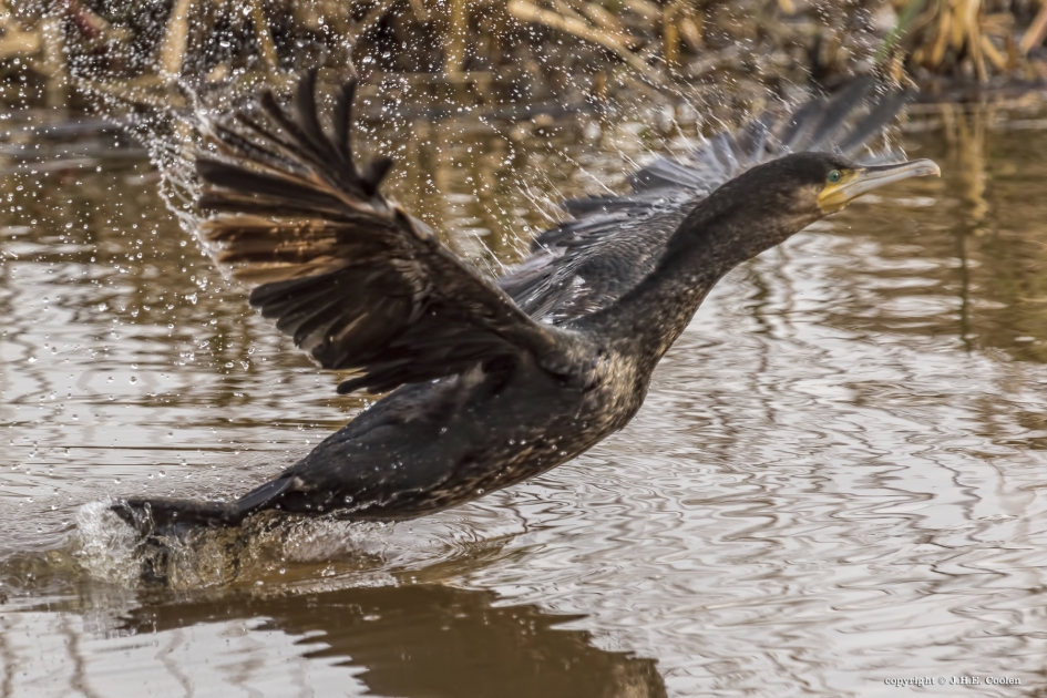 Koude start - Vogels - Aalscholver