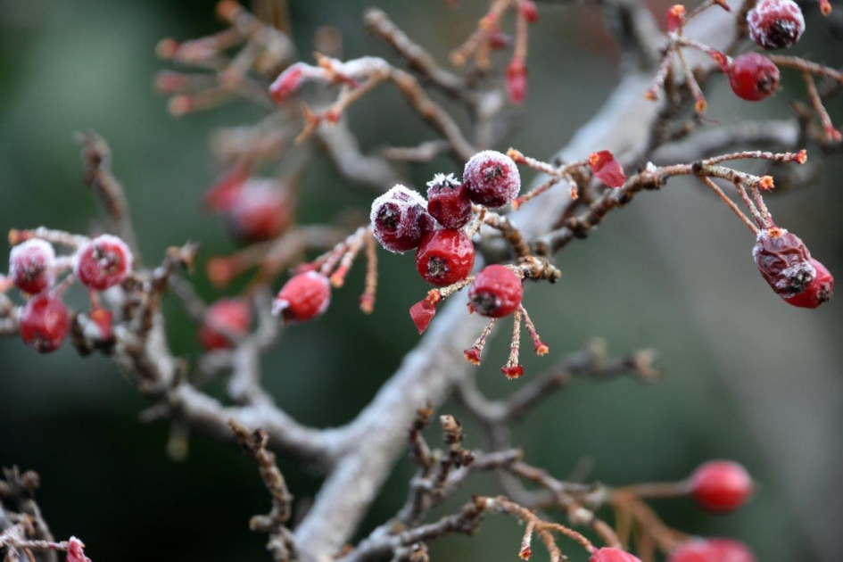 Koud/vorst - Planten - 