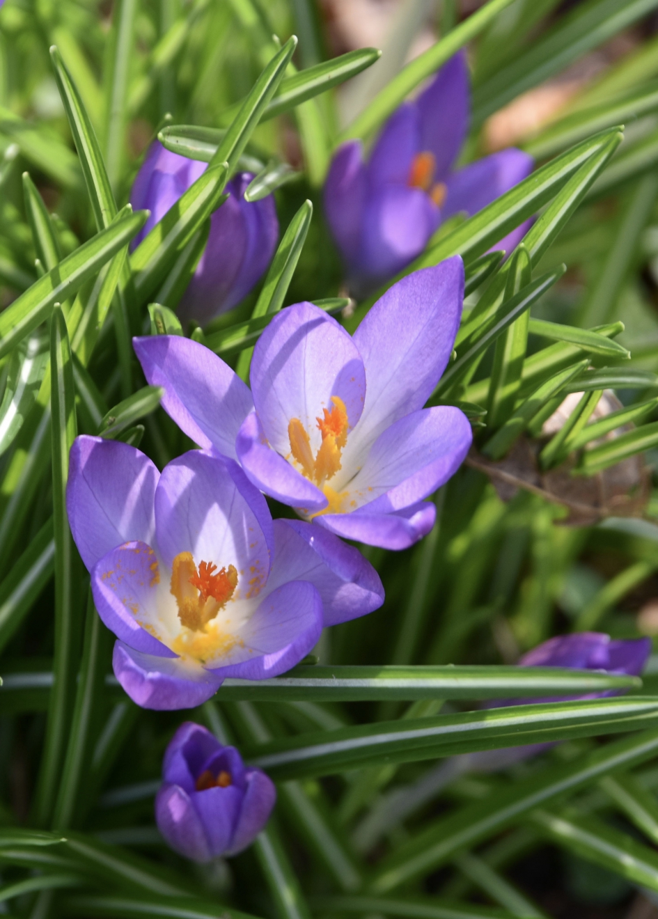 Krokussen (2) - Planten - 