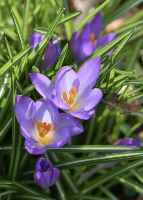Krokussen (2)