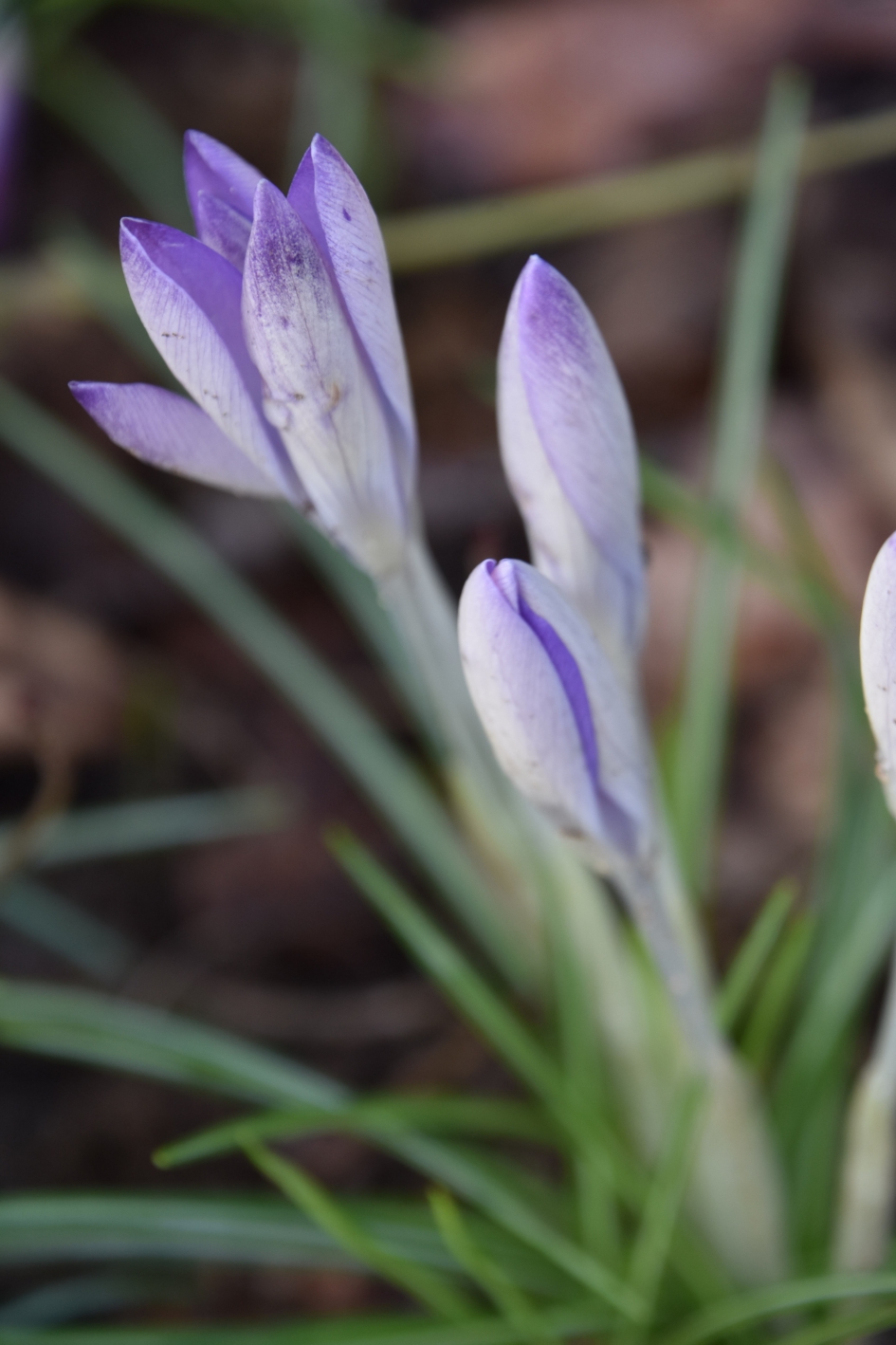 Krokussen - Planten - 