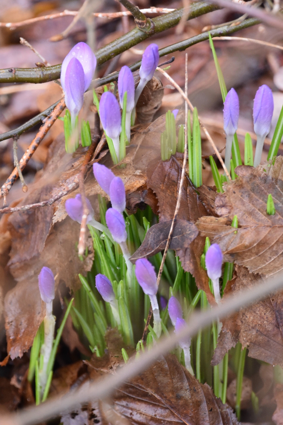 Krokussen - Planten - 