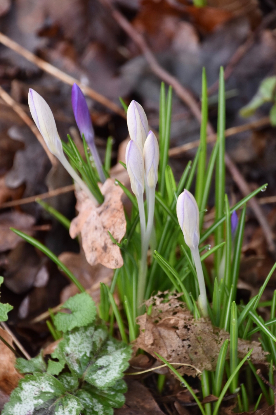 Krokussen - Planten - 
