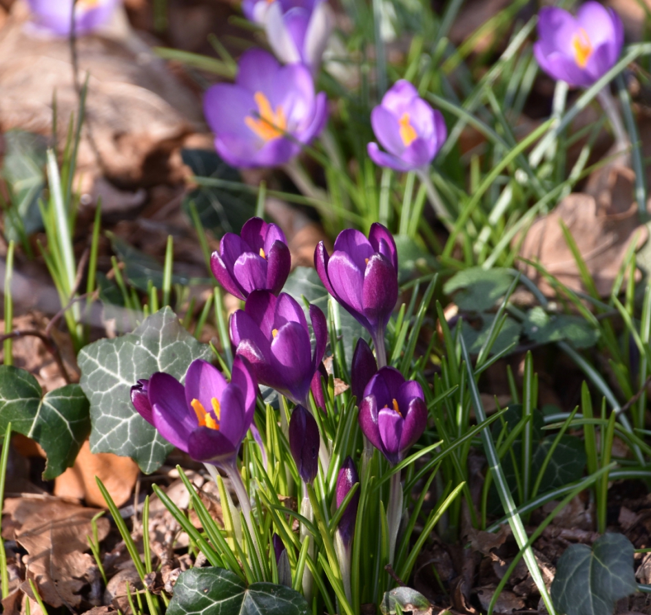 Krokussen - Planten - 