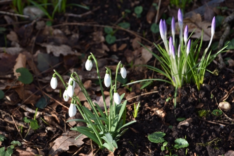 Krokussen en klokjes