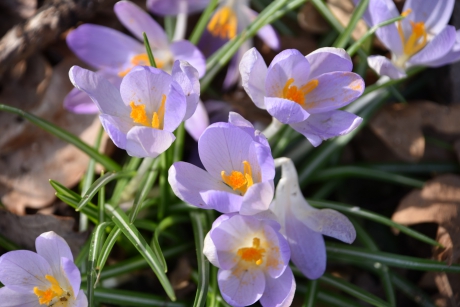 Krokussen in de zon
