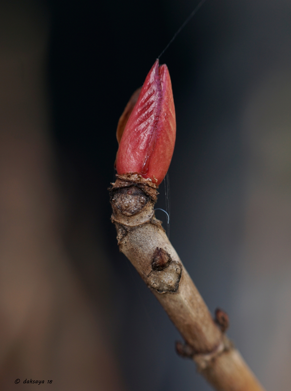 Krom van de kou? - Planten - Hortensia