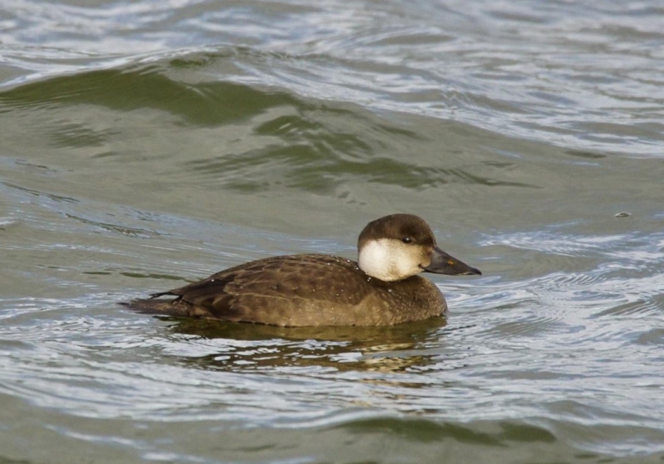 Krooneend - Vogels - Krooneend