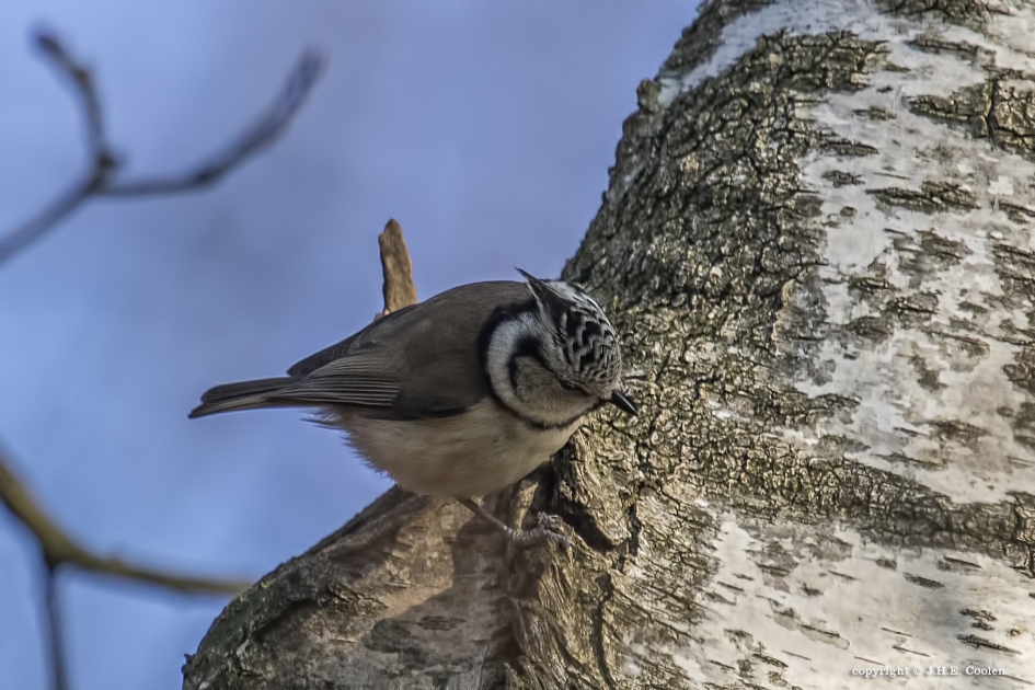 Kuifmees - Vogels - Kuifmees