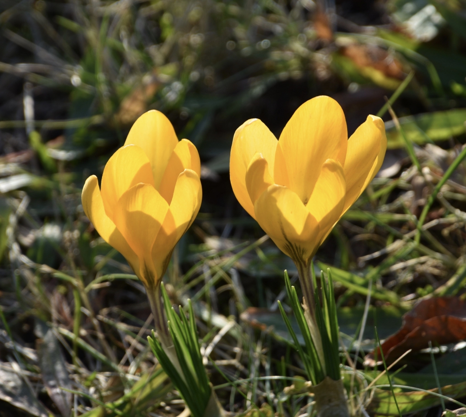 Lekker in het zonnetje - Planten - 