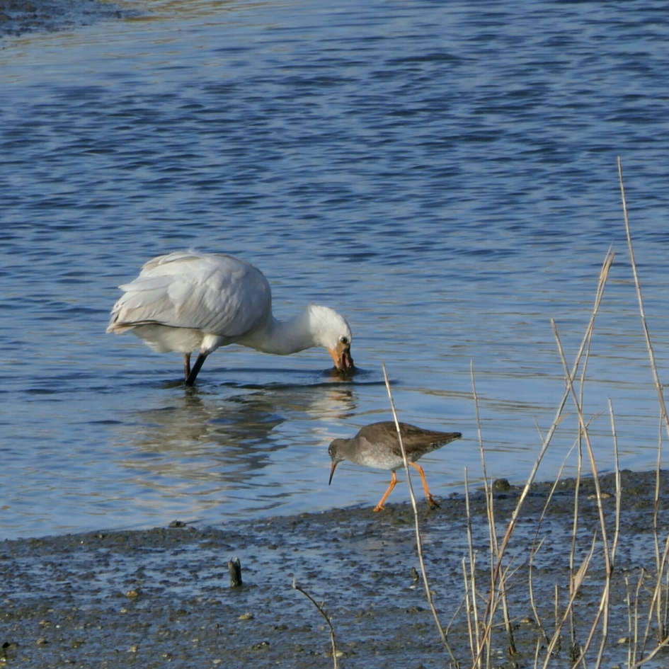Lepelaar en Tureluur - Vogels - Tureluur