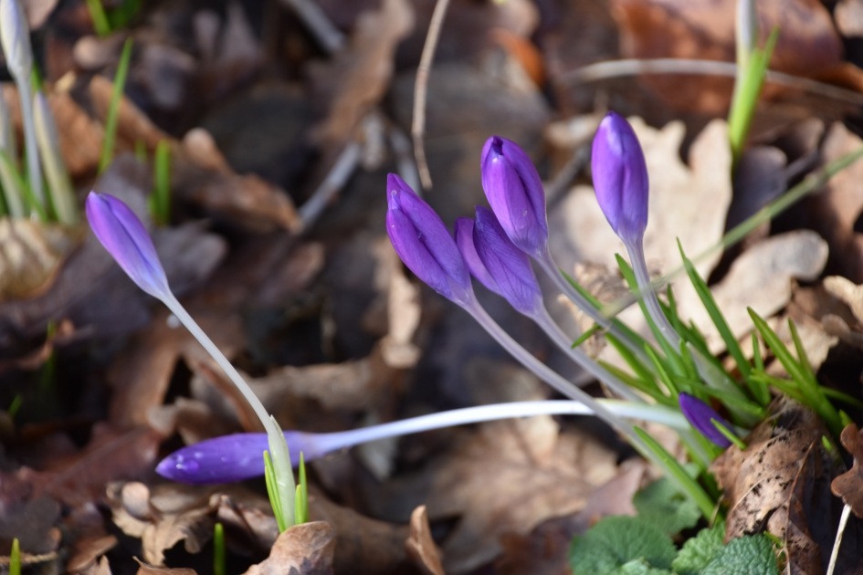 Lichte vorst - Planten - 