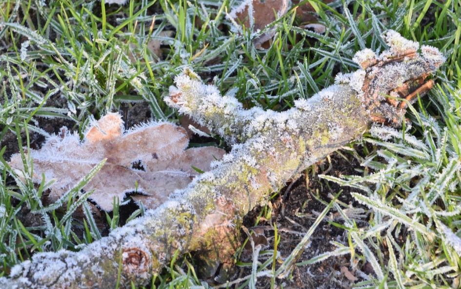 Lichte vorst - Planten - 