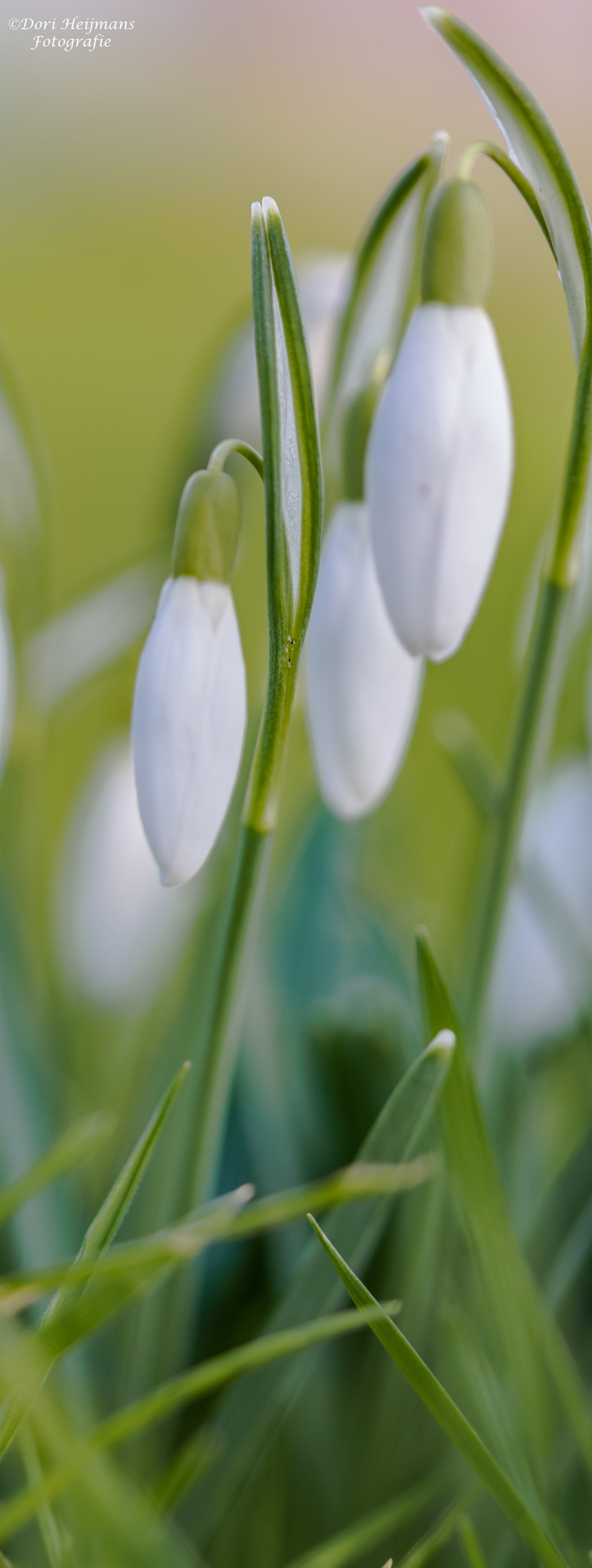 Lief en teder - Planten - Sneeuwklokje